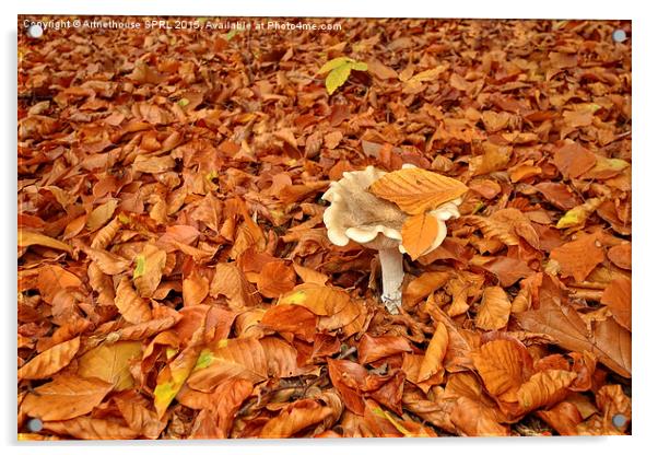  Mushroom and fallen leaves Acrylic by Artnethouse SPRL