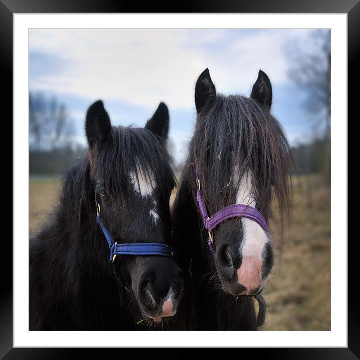 Nose Bands Framed Mounted Print by Stephen Mole