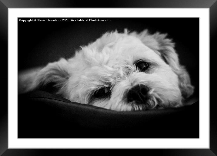  Its A Dog's Life Framed Mounted Print by Stewart Nicolaou