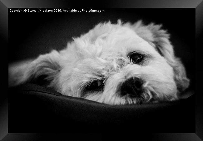  Its A Dog's Life Framed Print by Stewart Nicolaou