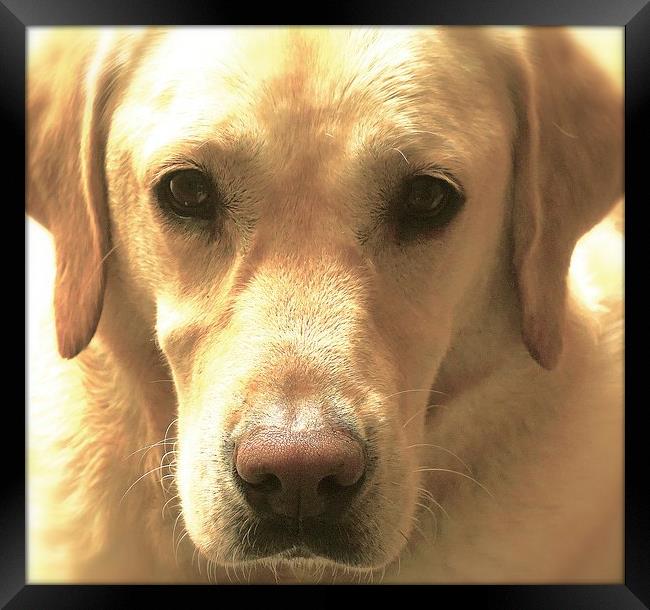  Sweet Golden Labrador Dog Framed Print by Sue Bottomley