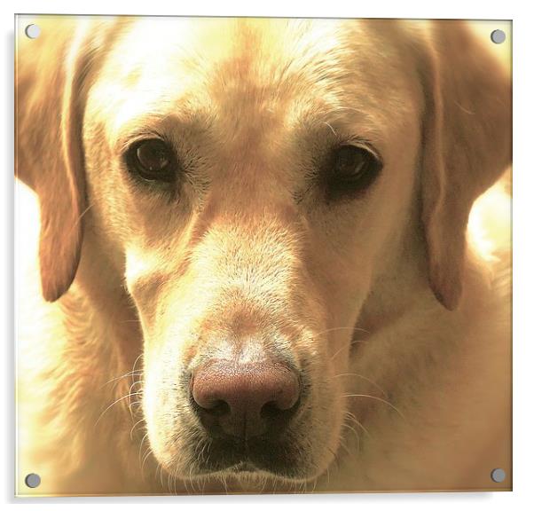  Sweet Golden Labrador Dog Acrylic by Sue Bottomley
