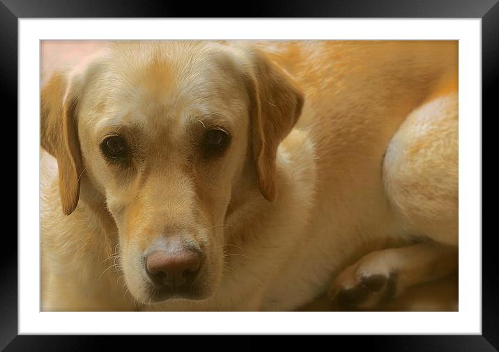  Sweet Golden Labrador Dog Framed Mounted Print by Sue Bottomley