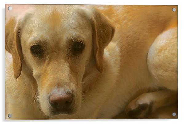  Sweet Golden Labrador Dog Acrylic by Sue Bottomley