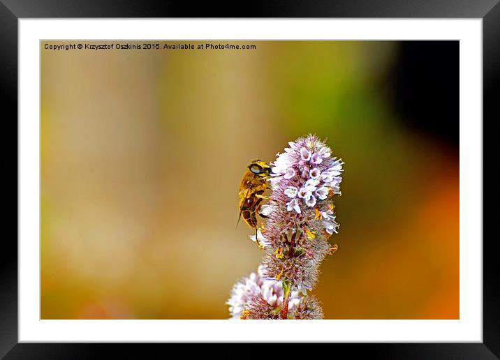  Bee or not to be :) Framed Mounted Print by Krzysztof Oszkinis