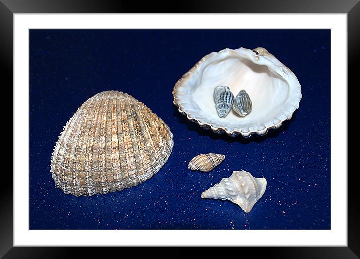 Sea shells Framed Mounted Print by Chris Day