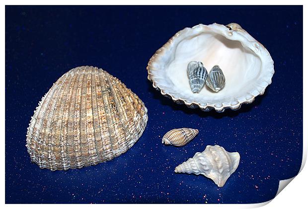 Sea shells Print by Chris Day