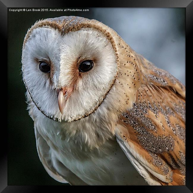 Barn Owl Portrait Framed Print by Len Brook
