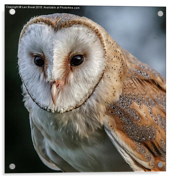 Barn Owl Portrait Acrylic by Len Brook