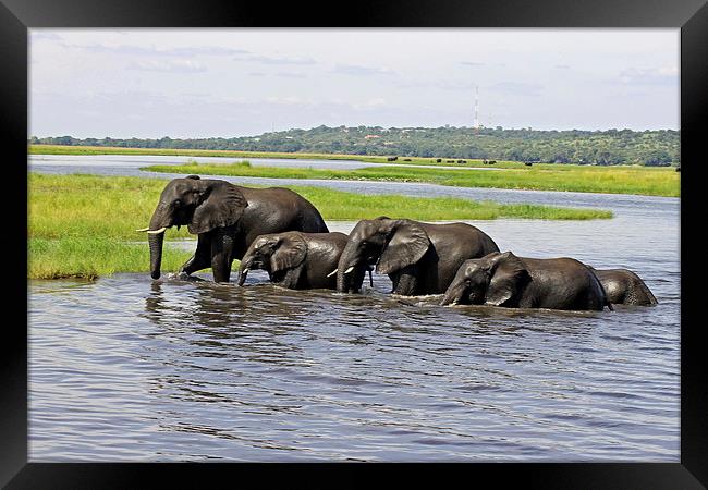 Crossing the River Chobe  Framed Print by Tony Murtagh