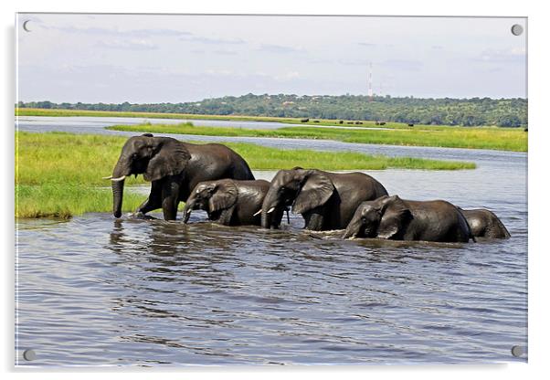 Crossing the River Chobe  Acrylic by Tony Murtagh