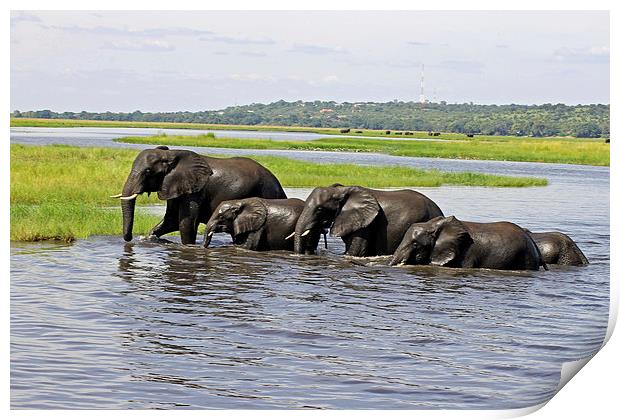 Crossing the River Chobe  Print by Tony Murtagh