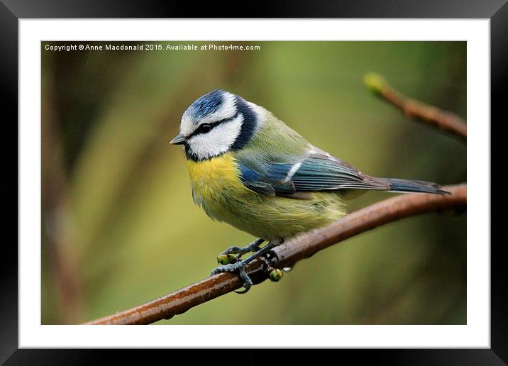  Blue Tit On A Branch Framed Mounted Print by Anne Macdonald