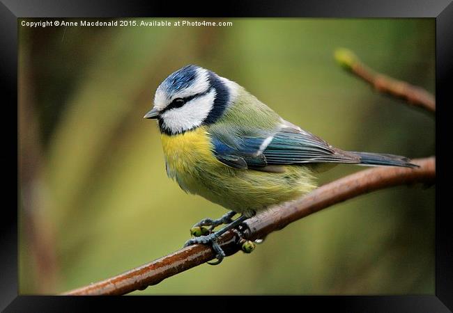  Blue Tit On A Branch Framed Print by Anne Macdonald