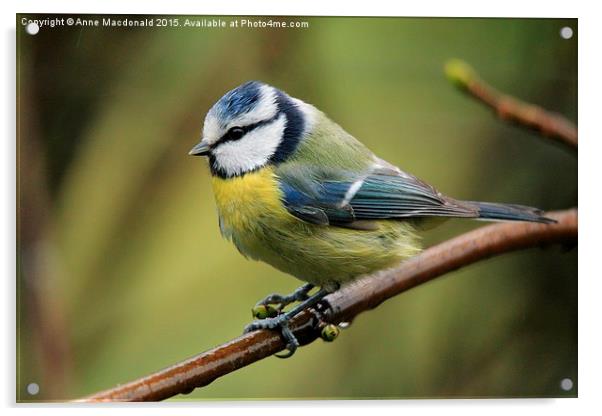  Blue Tit On A Branch Acrylic by Anne Macdonald