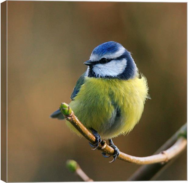  Blue Tit Resting In The Garden Canvas Print by Anne Macdonald
