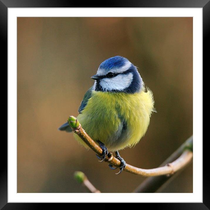  Blue Tit Resting In The Garden Framed Mounted Print by Anne Macdonald
