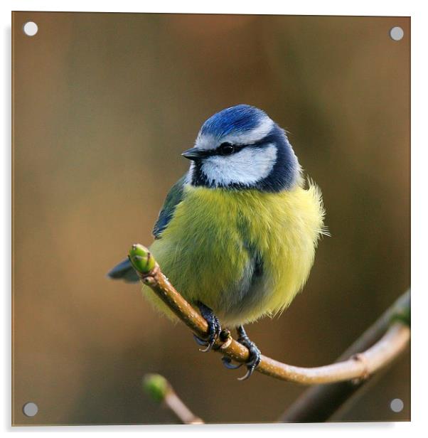  Blue Tit Resting In The Garden Acrylic by Anne Macdonald
