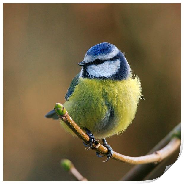  Blue Tit Resting In The Garden Print by Anne Macdonald