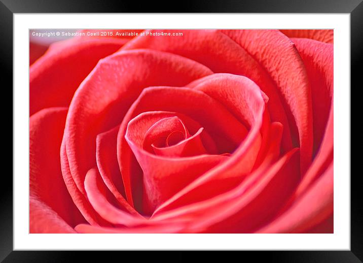 red rose close Framed Mounted Print by Sebastien Coell