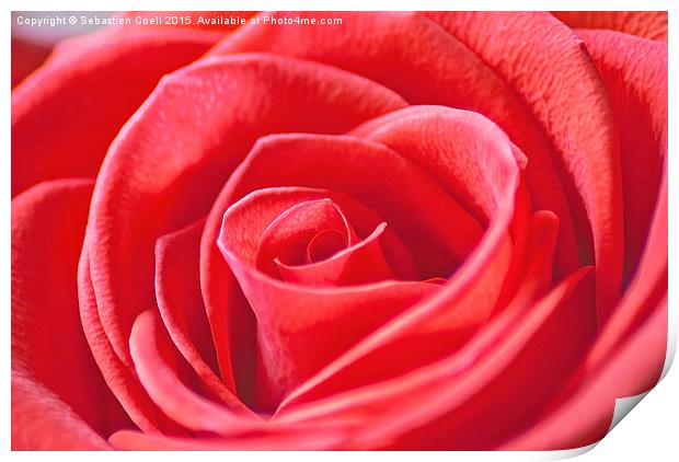 red rose close Print by Sebastien Coell