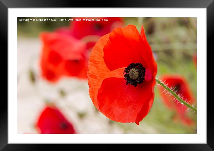 Poppies Framed Mounted Print by Sebastien Coell