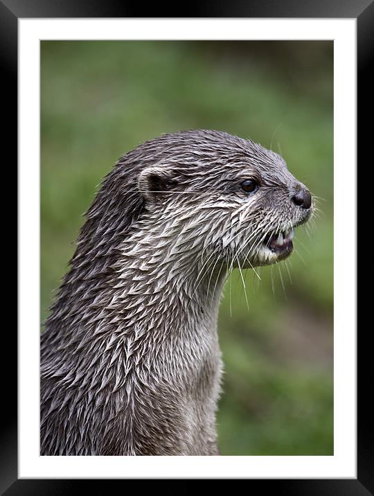 Otter Framed Mounted Print by Mike Gorton