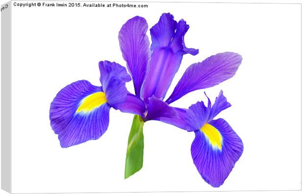  Beautiful Blue Iris Canvas Print by Frank Irwin