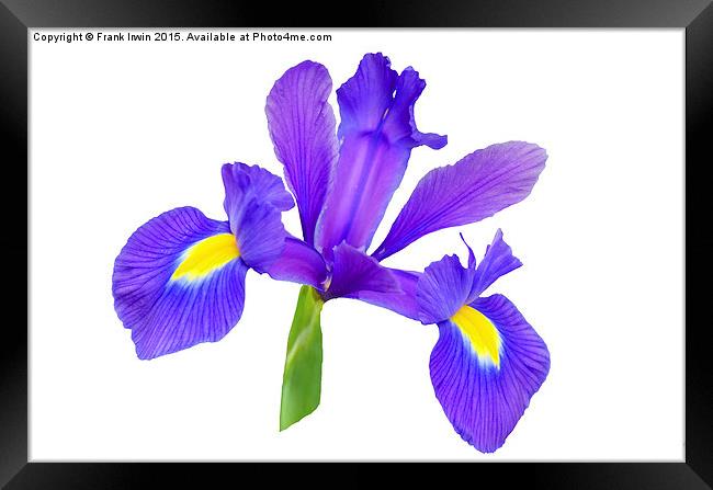  Beautiful Blue Iris Framed Print by Frank Irwin