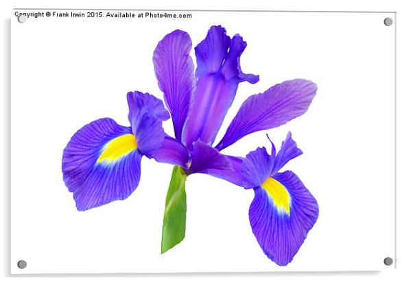  Beautiful Blue Iris Acrylic by Frank Irwin