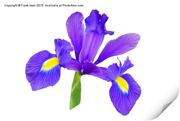  Beautiful Blue Iris Print by Frank Irwin