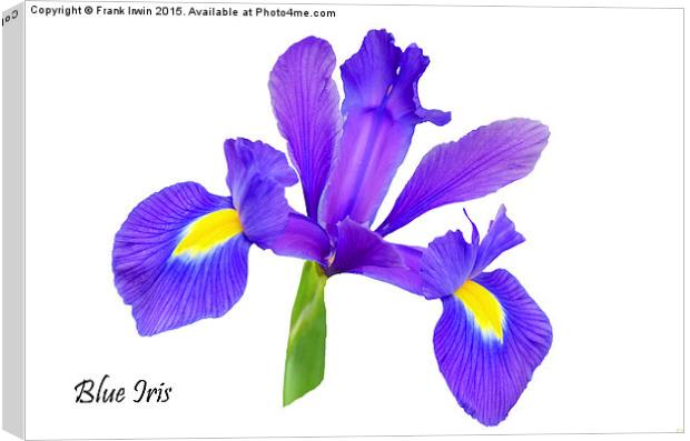  Beautiful Blue Iris Canvas Print by Frank Irwin