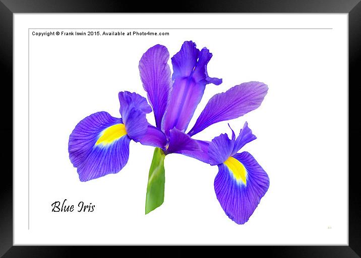 Beautiful Blue Iris Framed Mounted Print by Frank Irwin