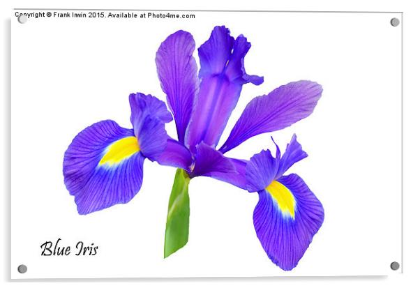  Beautiful Blue Iris Acrylic by Frank Irwin