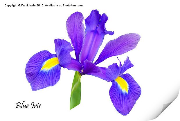  Beautiful Blue Iris Print by Frank Irwin