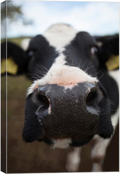  It's a cow's life Canvas Print by Stephen Hayes