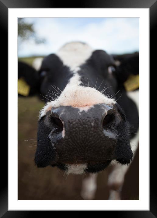  It's a cow's life Framed Mounted Print by Stephen Hayes