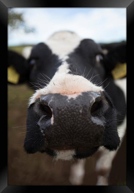  It's a cow's life Framed Print by Stephen Hayes