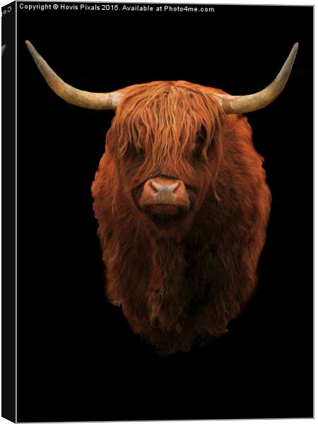  Highland Bull Canvas Print by Dave Burden