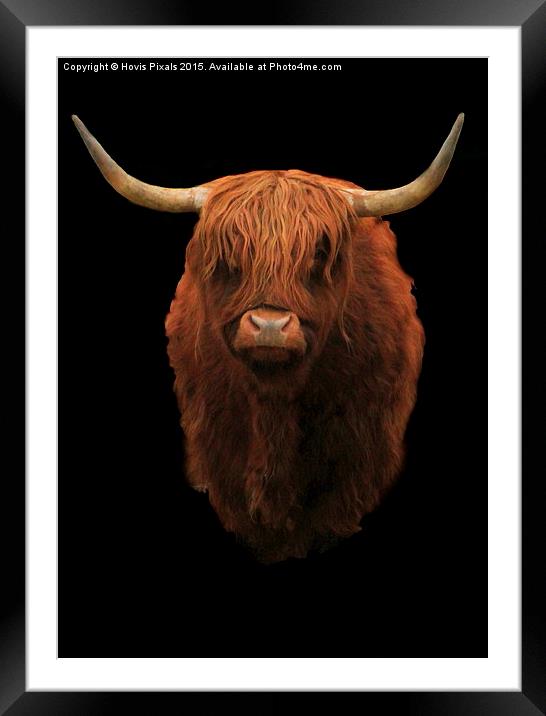  Highland Bull Framed Mounted Print by Dave Burden