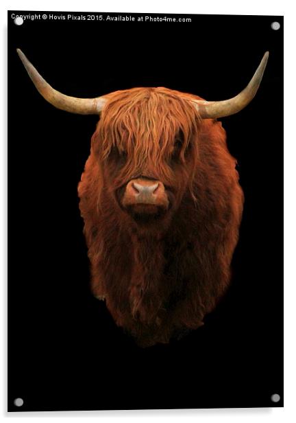  Highland Bull Acrylic by Dave Burden