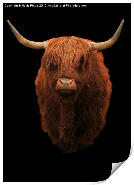  Highland Bull Print by Dave Burden