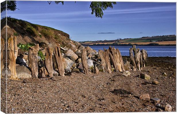  Natural Sculptures by the Cromarty Firth Canvas Print by Jacqi Elmslie