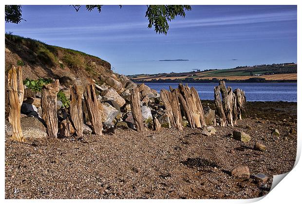  Natural Sculptures by the Cromarty Firth Print by Jacqi Elmslie