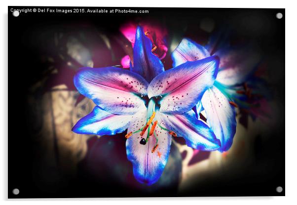  lilly flower Acrylic by Derrick Fox Lomax