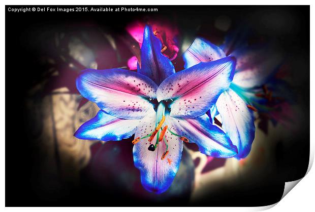  lilly flower Print by Derrick Fox Lomax