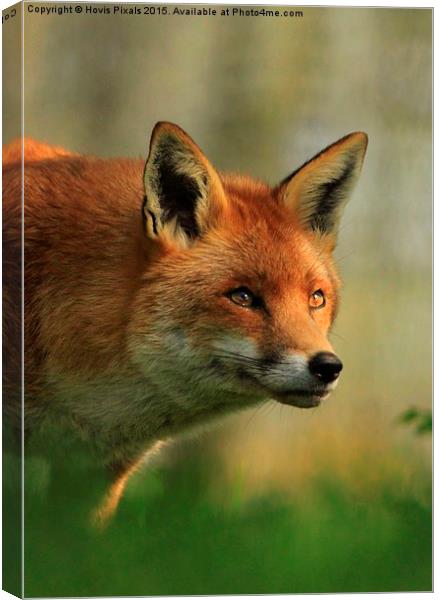  Red Fox Canvas Print by Dave Burden