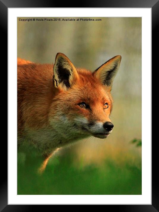  Red Fox Framed Mounted Print by Dave Burden