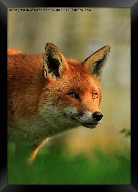  Red Fox Framed Print by Dave Burden