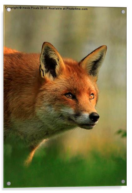 Red Fox Acrylic by Dave Burden